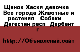 Щенок Хаски девочка - Все города Животные и растения » Собаки   . Дагестан респ.,Дербент г.